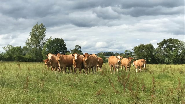CAP: Beef and sheep sectors strategies 'in disarray' - ICSA
