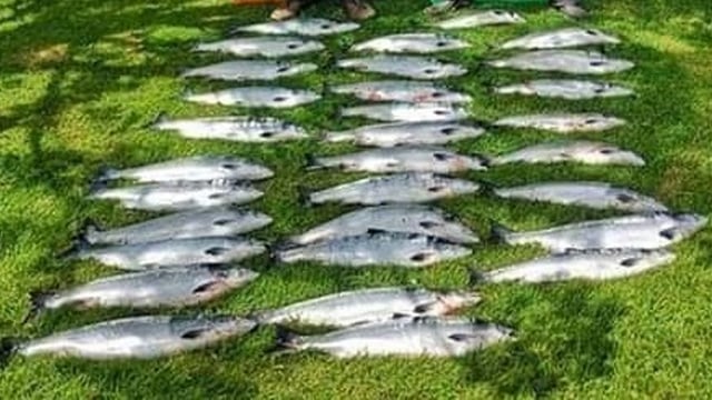 Illegally caught salmon and trout seized in 3 counties