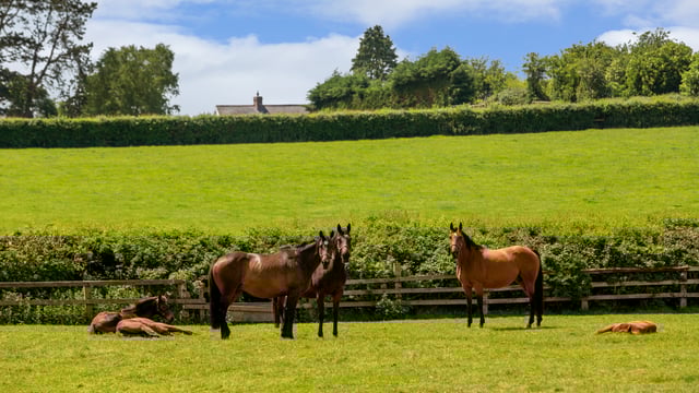 Video: 'Trophy property' on the market as well-known bloodstock breeder retires