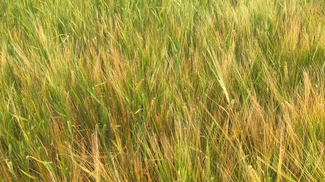 No easy answer to secondary growth in spring barley