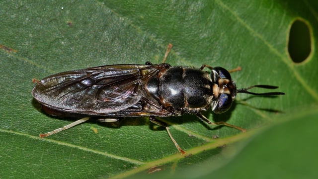 Using flies in food production: The answer for global demands?