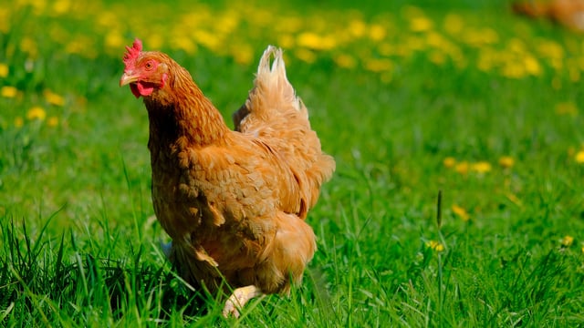 New group set up to help free-range farmers 'navigate the challenges'