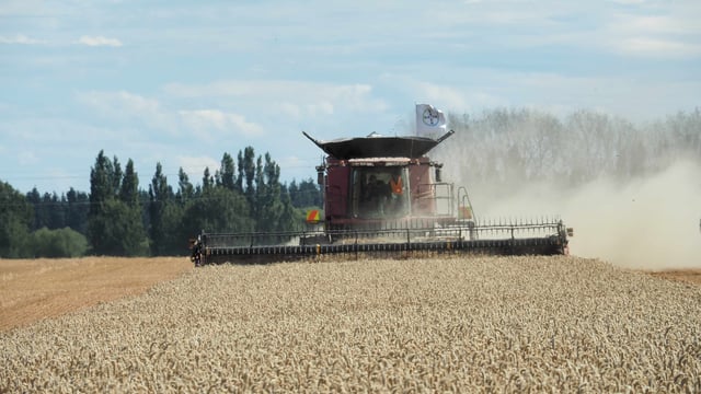 New world record for highest wheat yield