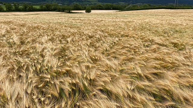 Will this BYDV tolerant winter barley bring 'joy' to farmers?