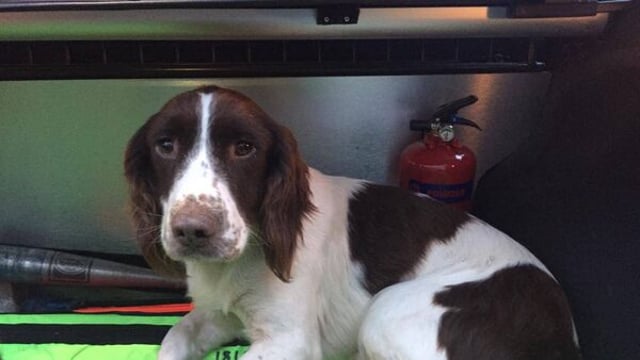Farmer 'thrilled' with happy ending to canine 'tale' of woe