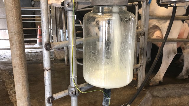 ICMSA predicts October milk price 'in excess of 40c/L'