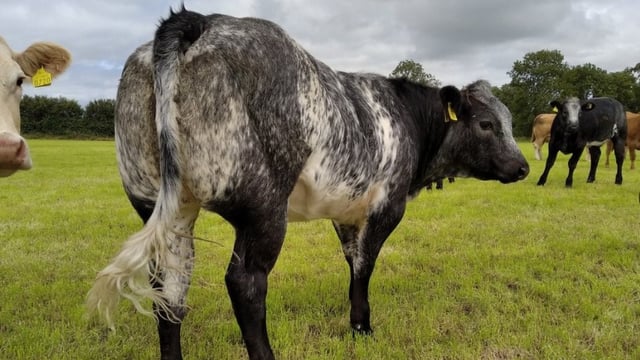 Weanling show and sale set for midlands mart this week