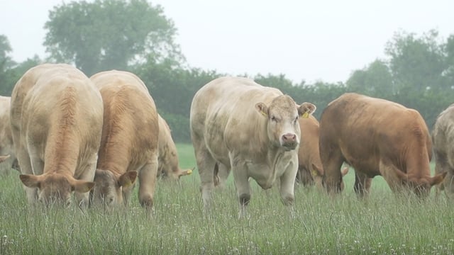 How this Tipperary-based beef farmer is reaping the benefits of clover