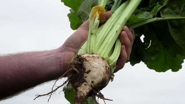 Tillage: Fodder beet to remain steady as silage stocks wane
