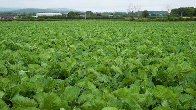CROPS WATCH: Smart beet due fungicide