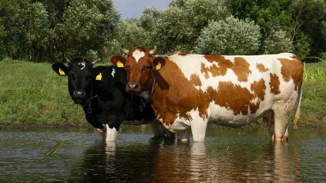 EPA: What impact do cattle access points to streams have on water quality?