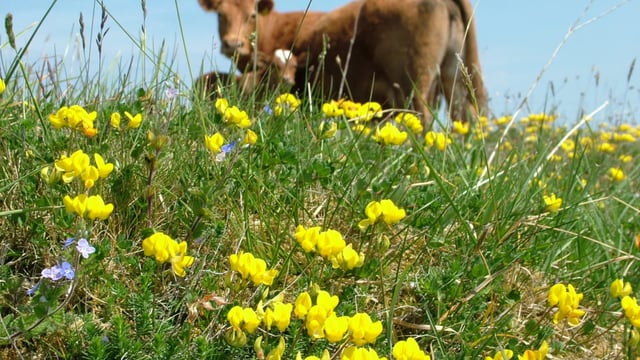 Bord Bia to end sponsorship of Farming for Nature awards