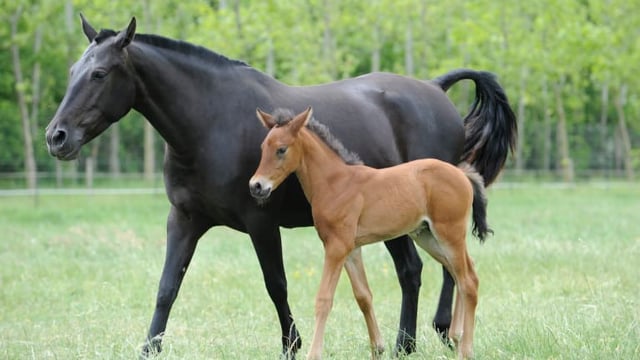 Letter to the editor: Why do so many people 'simply assume that the foal levy has to be paid?'