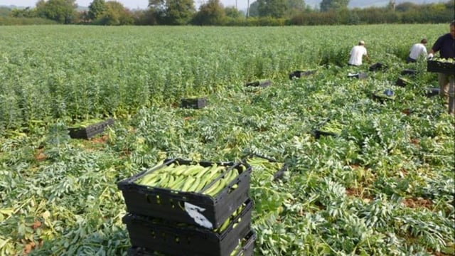 Covid-19: 73 people test positive on Herefordshire farm