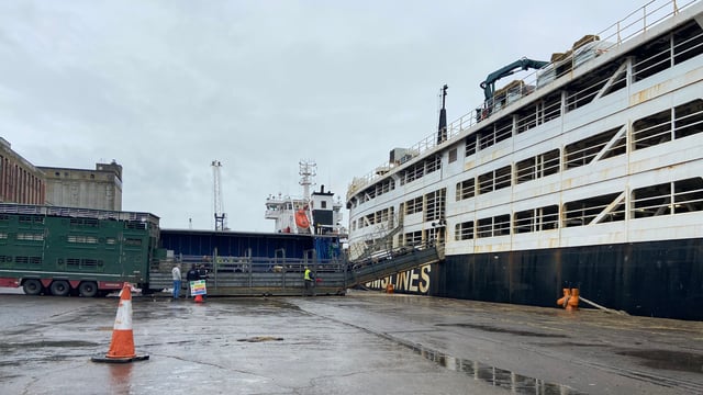 How many cattle have been exported this year?