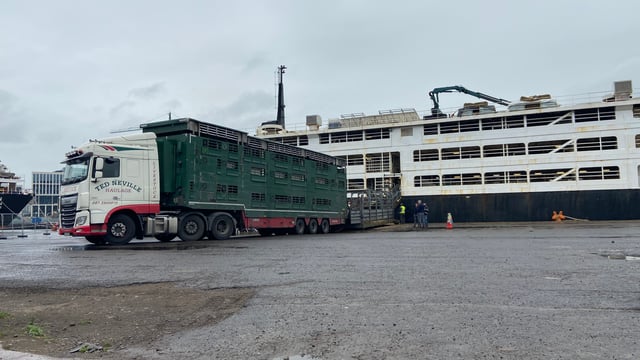 Pics: Loading 1,900 bulls bound for Libya in Co. Cork
