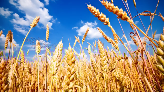 Research shows alcohol can help plants survive drought