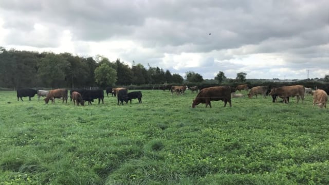 Will you be castrating male calves this year?
