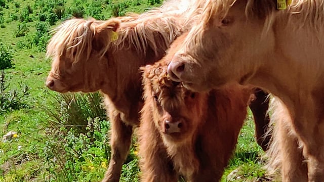 Kerry farmer combines love of land with writing
