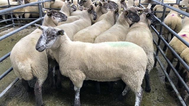 Breeding sales: Ewe lambs top out at €165/head; hoggets fetch up to €272/head