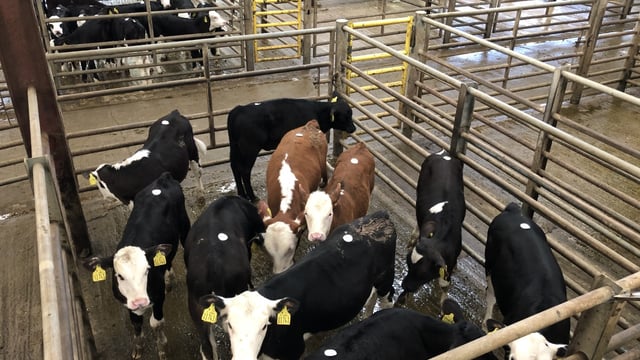 Angus bull calf tops the sale at €410 at Enniscorthy Mart