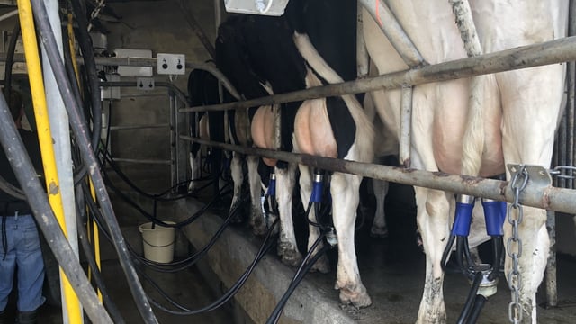 Milk recording should be on the to-do list over the coming weeks