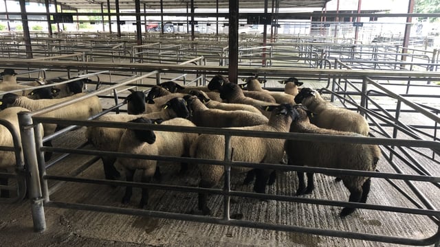 Sheep marts: Improved trade for finished lambs