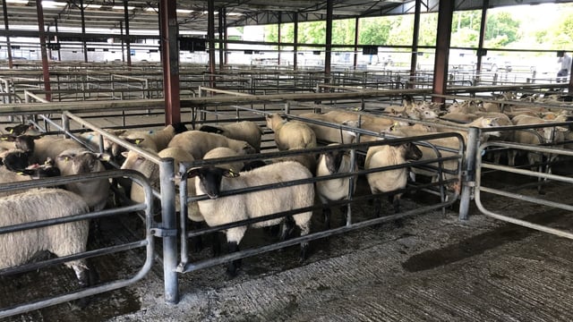 Sheep trade: Sheep kill sees substantial fall; lamb prices steady, if not 'stronger'