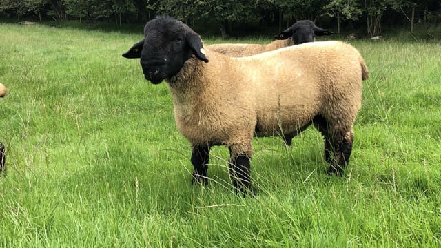 Sheep management: Time to check if your ram is fit for purpose