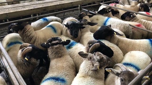 Sheep marts: Tight supplies lead to an improved trade once again for finished lambs