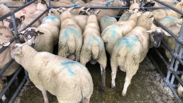 Don't take the risk; quarantine newly-purchased sheep
