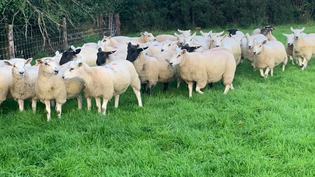What weight should my ewe lambs be at breeding?