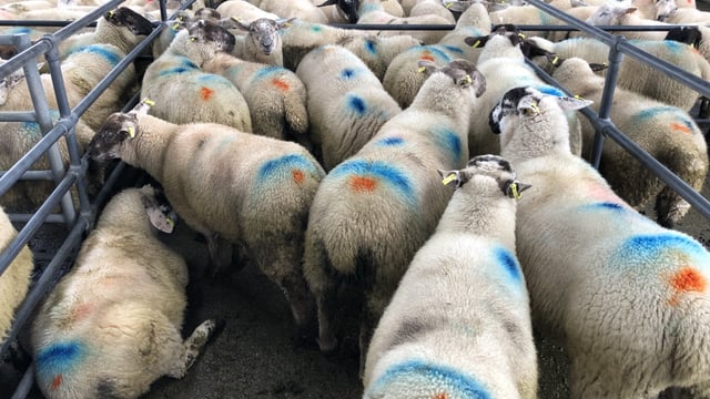 Sheep marts: Heavy lambs remain scarce