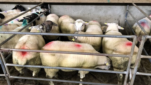 Sheep trade: Lamb prices see an increase of 10-20c/kg