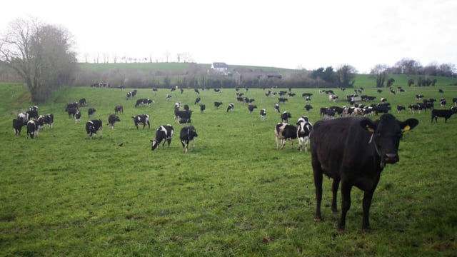 Grassland management: Tips for grazing during poor weather conditions