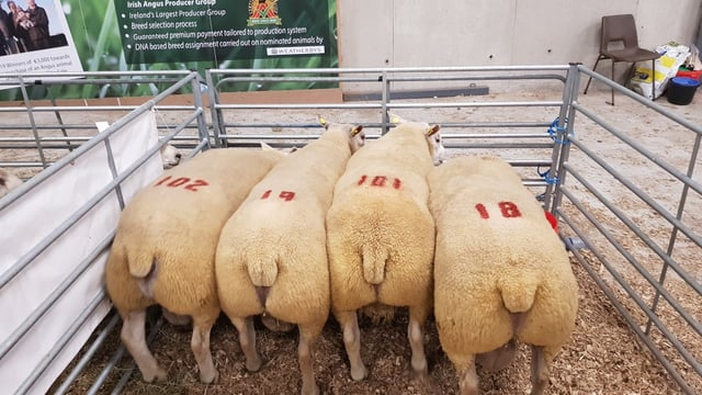Texel ram comes out on top at the Big Boy Ram Sale