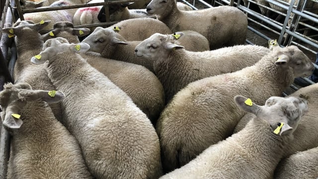 Sheep marts: Lamb trade back across the board