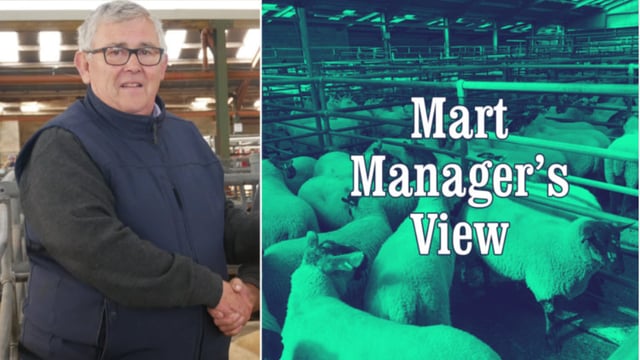 Hoggets make up to €272/head at Blessington Mart