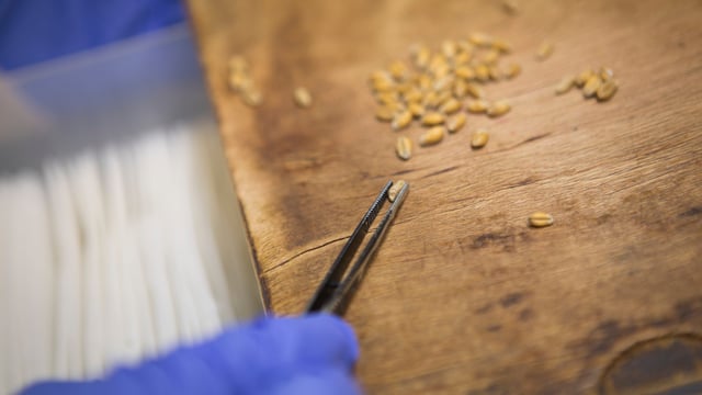 13 organisations sign agreement to combat illegal seed practices