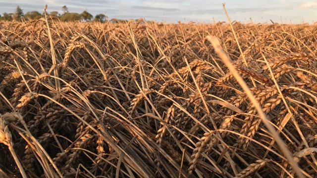 Tillage sector now looking at a collapse in farm income - IFA