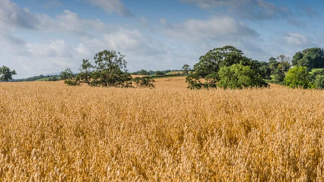 White’s Oats secures £500,000 deal with online supermarket