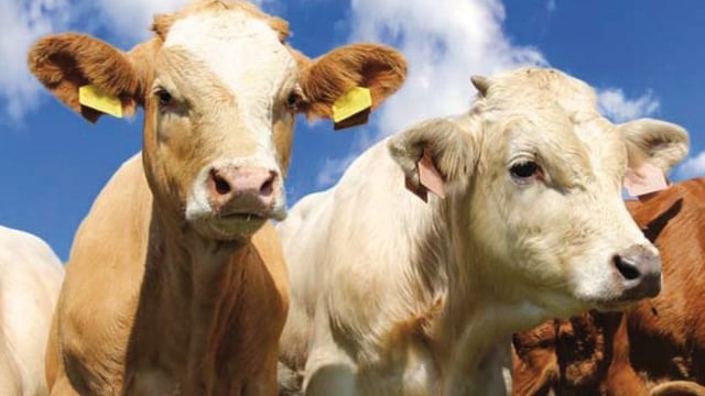 Climate bill: Legally-binding targets for agri will 'probably come later' than other sectors