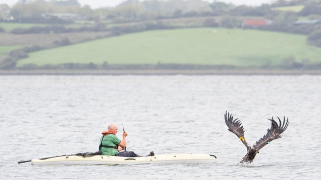 Norwegian eagles released in Munster