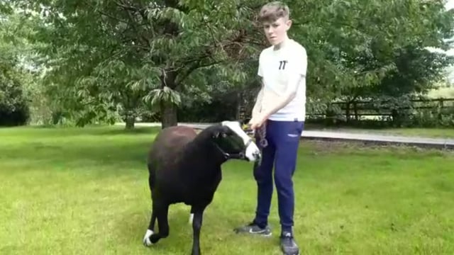 Teen's Zwartbles in the picture of 'Village People Portraits'