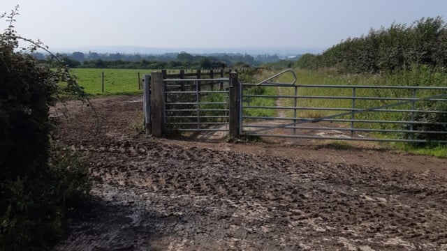 Escaped cow put down after walkers leave gate open