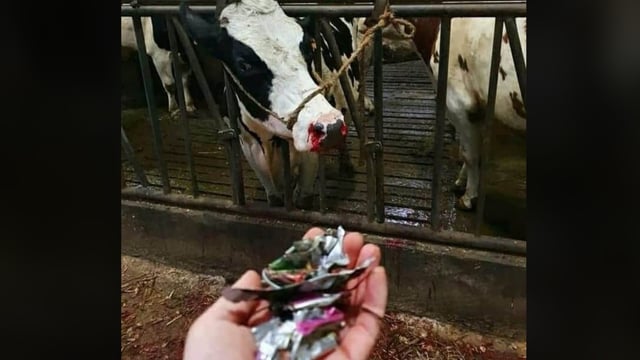'Have you tried eating razor blades?': Councillor hits out at rural litter louts