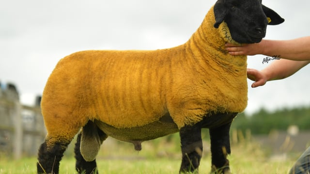 Pics: 62% clearance at pedigree Suffolk sale in spite of Covid-19