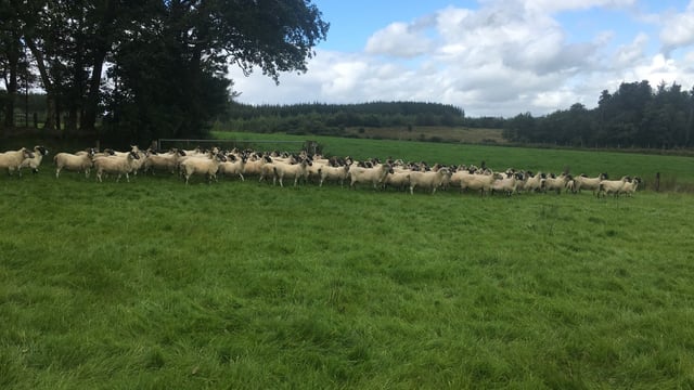 Time to assess your ewes' BCS now