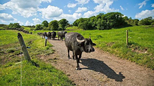 Video: How much did the first ever buffalo calves to go to an Irish mart make?