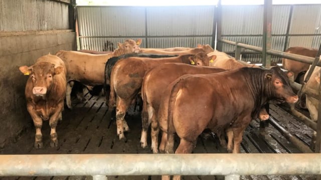 Beef kill falls over 1,200 head as steers see the biggest drop